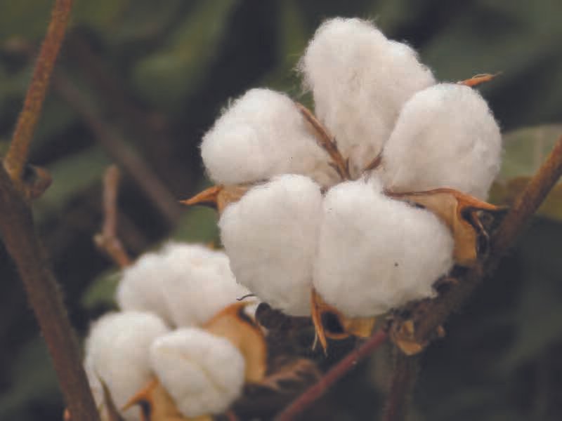 Cotton Price Hike: A Worry for Textile Mills